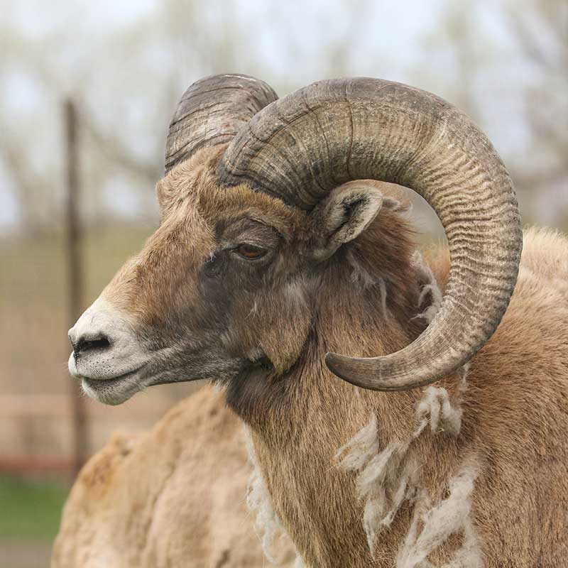 Bighorn sheep