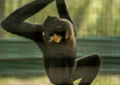 Buff-Cheeked Gibbon