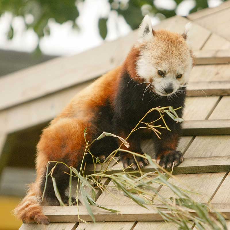 Red Panda