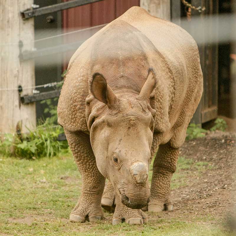 Rhino