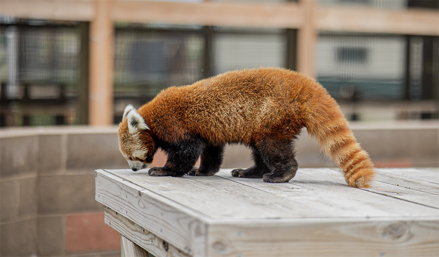 New Red Panda Experience, Now Open
