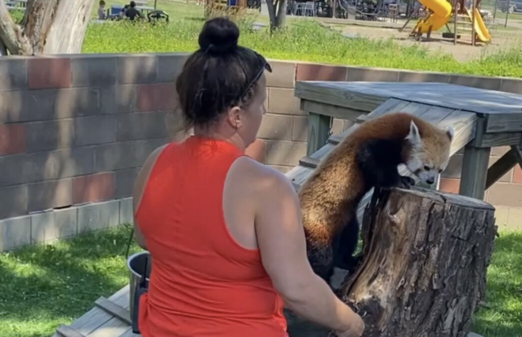 Educate, The Red Panda Experience at Hemker Park & Zoo