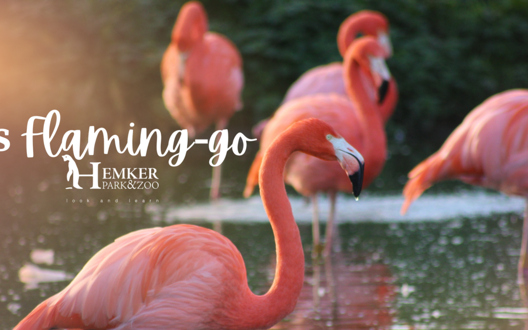 Exploring the Wonders of Hemker Park & Zoo: A New Season Begins