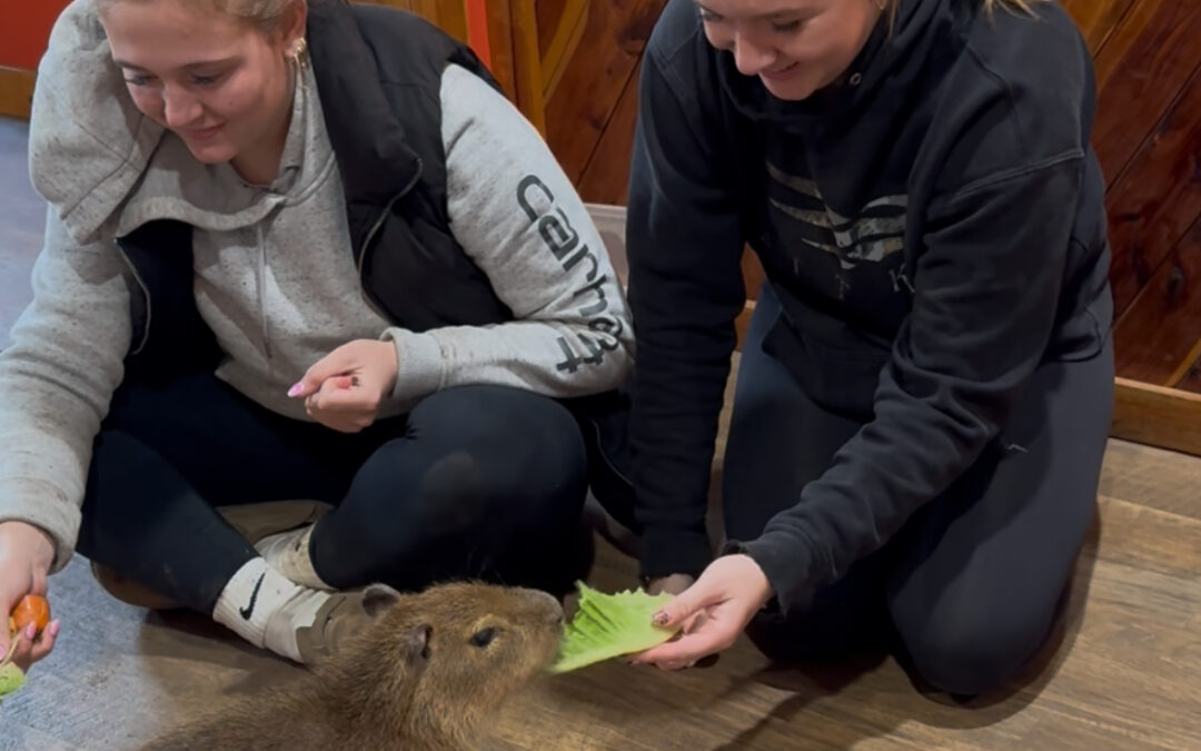 A Holiday Experience Like No Other: Happy Cappy Merry Christmas Meet & Greet!